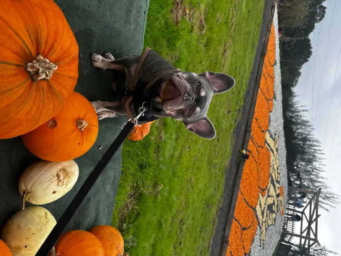 Callum's dog